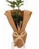 Saksıda Şeflera (Schefflera) Bitkisi